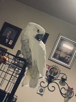 Cockatoo Birds for sale in Sacramento, CA, USA. price: $4,500