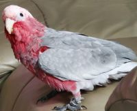 Cockatoo Birds for sale in Youngsville, Louisiana. price: $3,200