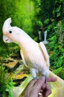 Cockatoo Birds for sale in Houston, Texas. price: $1,200