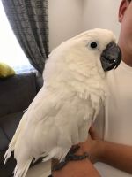 Cockatoo Birds for sale in Indianapolis, Indiana. price: $2,900