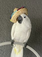 Cockatoo Birds for sale in Riverview, Florida. price: $2,000