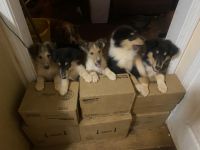 Collie Puppies for sale in 327 Abbott Rd, Barnesville, GA 30204, USA. price: NA