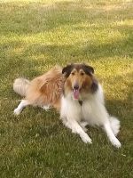 Collie Puppies for sale in Northport, NY 11768, USA. price: NA