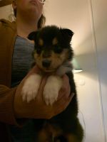 Collie Puppies for sale in Olive Hill, KY 41164, USA. price: NA