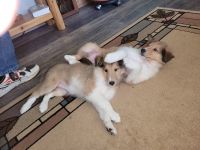 Collie Puppies Photos