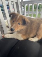 Collie Puppies for sale in Winchester, VA 22601, USA. price: NA