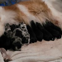 Collie Puppies for sale in Hill City, MN 55748, USA. price: NA