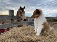 Collie Puppies for sale in Hinckley, MN 55037, USA. price: NA