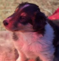 Collie Puppies for sale in Warrensburg, MO 64093, USA. price: NA