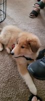 Collie Puppies for sale in Lancaster, PA 17603, USA. price: NA