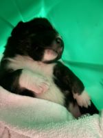 Collie Puppies for sale in Turlock, CA 95382, USA. price: NA