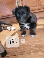 Collie Puppies for sale in Newburgh, IN 47630, USA. price: NA