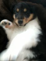 Collie Puppies for sale in Bowling Green, OH, USA. price: NA