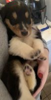 Collie Puppies for sale in Mt Carmel, PA 17851, USA. price: NA