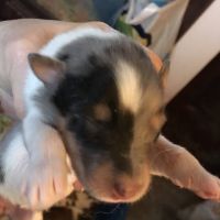 Collie Puppies for sale in Forest Hills, PA, USA. price: NA