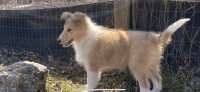 Collie Puppies for sale in Bismarck, AR 71929, USA. price: NA