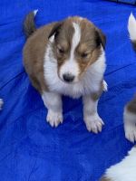 Collie Puppies for sale in San Antonio, TX, USA. price: NA