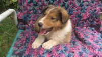 Collie Puppies for sale in Bradenton, FL, USA. price: NA
