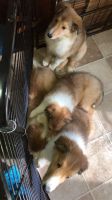 Collie Puppies for sale in Bolivar, OH 44612, USA. price: NA
