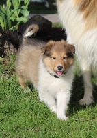 Collie Puppies for sale in Sugarcreek, OH 44681, USA. price: NA