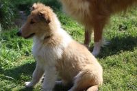 Collie Puppies for sale in Western North Carolina, NC, USA. price: NA
