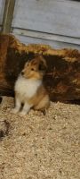Collie Puppies for sale in Ithaca, MI 48847, USA. price: NA