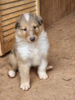 Collie Puppies for sale in Mt Airy, NC 27030, USA. price: NA