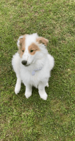 Collie Puppies for sale in Martinsburg, WV, USA. price: NA