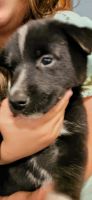 Collie Puppies for sale in Chagrin Falls, OH 44022, USA. price: NA