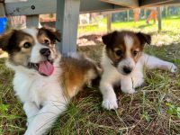 Collie Puppies for sale in Muskegon County, MI, USA. price: NA