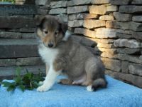 Collie Puppies for sale in Tunkhannock, PA 18657, USA. price: NA