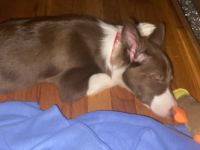 Collie Puppies for sale in Elizabeth, NJ, USA. price: NA