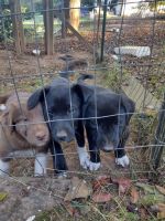 Collie Puppies for sale in Biltmore Lake, NC 28715, USA. price: NA