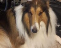 Collie Puppies for sale in South Lyon, MI 48178, USA. price: NA