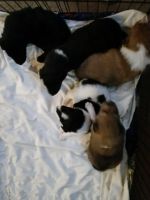 Collie Puppies for sale in Williamsport, OH 43164, USA. price: NA