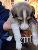 Collie Puppies for sale in Amesville, OH 45711, USA. price: NA