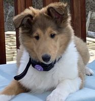 Collie Puppies for sale in Christiansburg, VA 24073, USA. price: NA