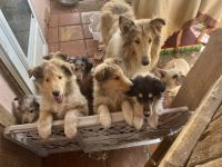 Collie Puppies for sale in Boston, MA, USA. price: $1,200