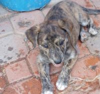 Collie Puppies for sale in Scottsdale, AZ, USA. price: $1,200