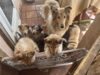 Collie Puppies for sale in Boston, MA, USA. price: $1,000