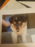 Collie Puppies for sale in San Tan Valley, AZ, USA. price: $2,000