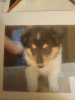 Collie Puppies for sale in San Tan Valley, AZ, USA. price: $2,000