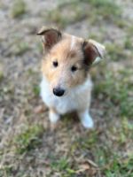 Collie Puppies for sale in Alamo Heights, TX 78209, USA. price: $500