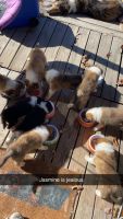 Collie Puppies for sale in Dunlap, TN 37327, USA. price: $1,500