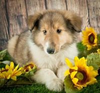 Collie Puppies for sale in Canton, OH, USA. price: NA