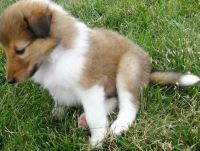 Collie Puppies for sale in Detroit, MI, USA. price: NA
