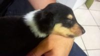 Collie Puppies for sale in Los Angeles, CA, USA. price: NA