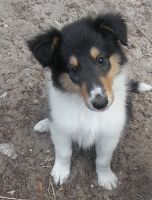 Collie Puppies for sale in Dade City, FL, USA. price: NA
