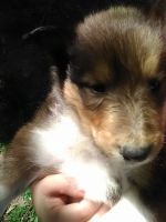 Collie Puppies for sale in Springdale, AR 72764, USA. price: NA