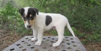 Collie Puppies for sale in Houston, TX, USA. price: NA